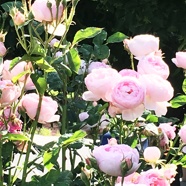 21-day Daily Decluttering Challenge